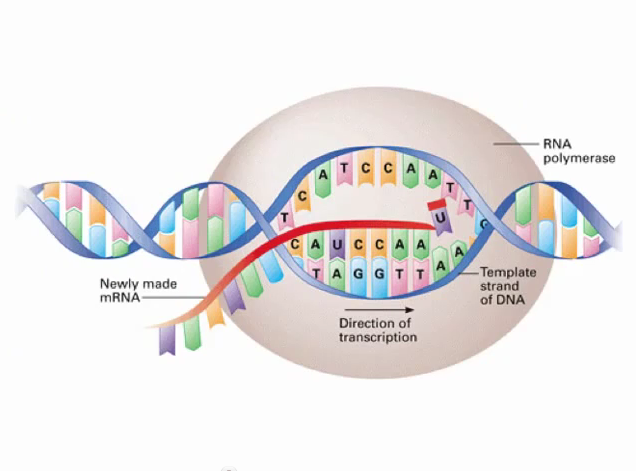 DNA DOGMA2